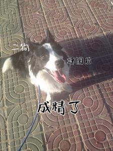 主人公二狗的